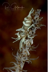 Zanzibar Whip Coral Shrimp-Anilao,Phillippines. by Richard Goluch 